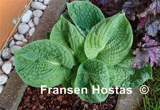 Hosta After Party